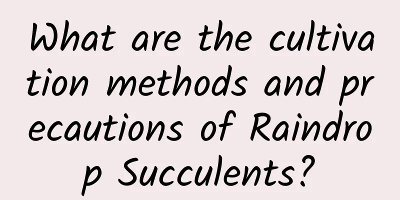 What are the cultivation methods and precautions of Raindrop Succulents?