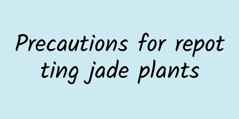 Precautions for repotting jade plants