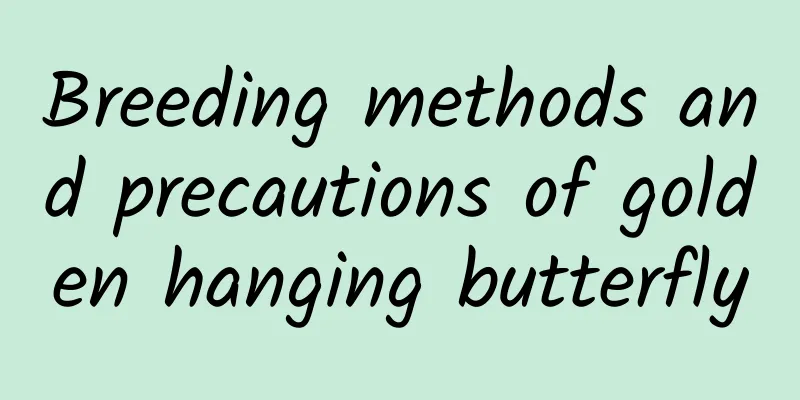 Breeding methods and precautions of golden hanging butterfly