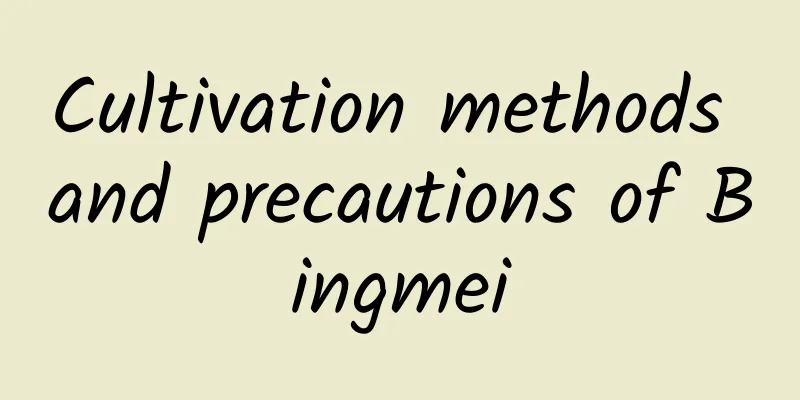 Cultivation methods and precautions of Bingmei