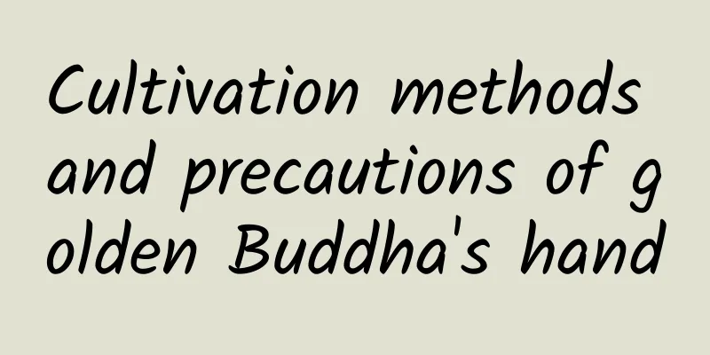 Cultivation methods and precautions of golden Buddha's hand