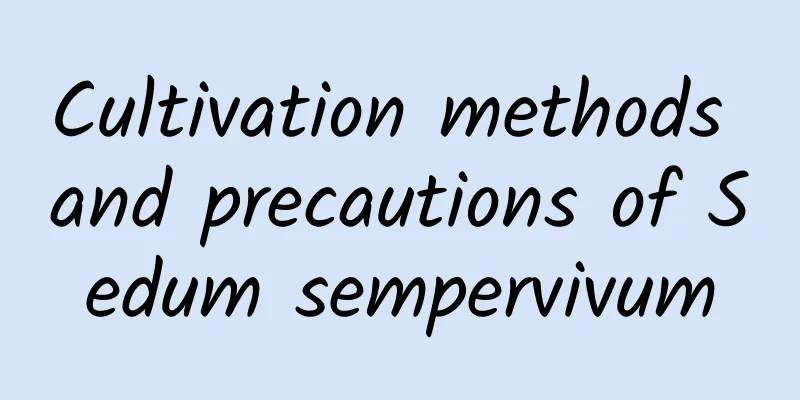 Cultivation methods and precautions of Sedum sempervivum