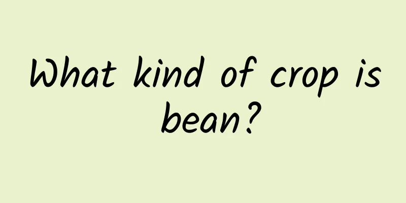 What kind of crop is bean?