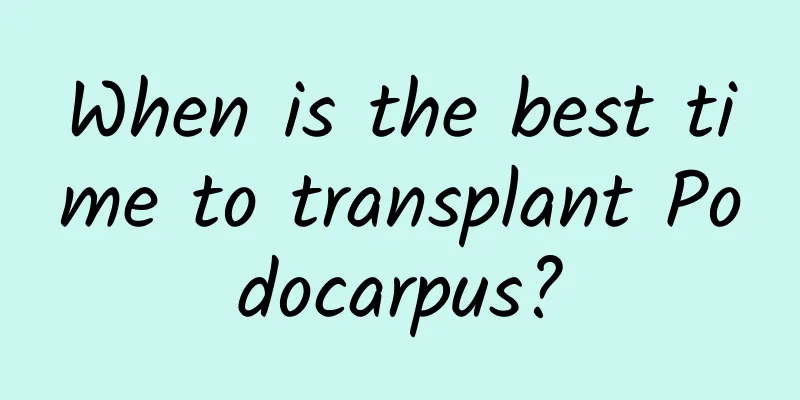 When is the best time to transplant Podocarpus?