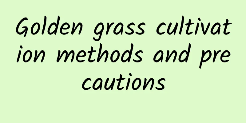 Golden grass cultivation methods and precautions