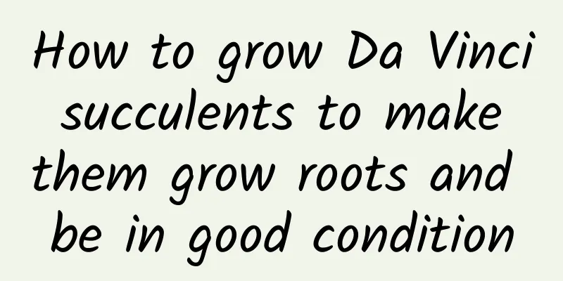 How to grow Da Vinci succulents to make them grow roots and be in good condition