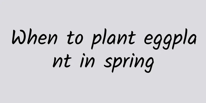 When to plant eggplant in spring