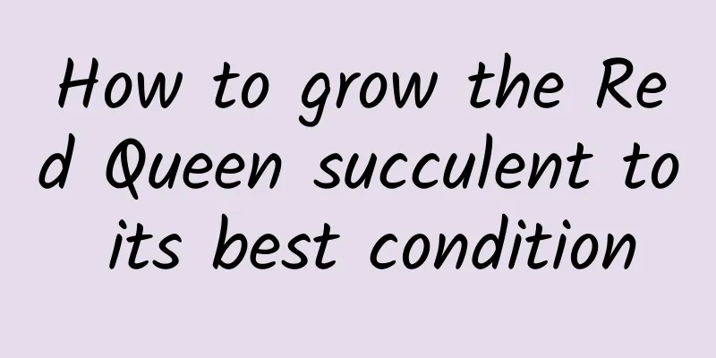 How to grow the Red Queen succulent to its best condition
