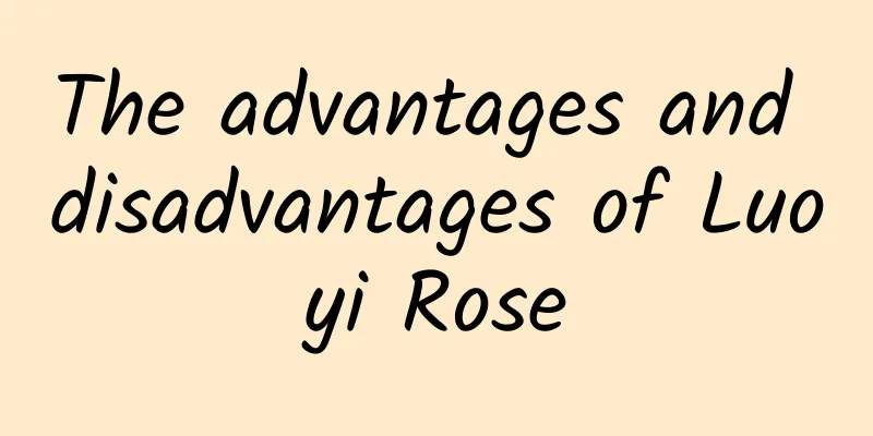 The advantages and disadvantages of Luoyi Rose