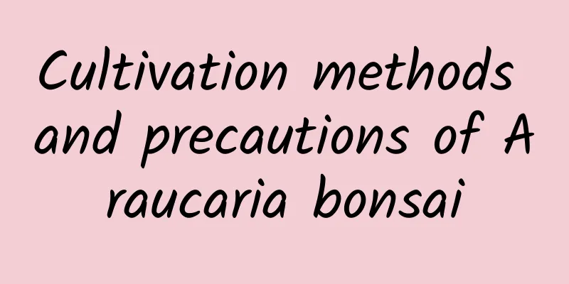Cultivation methods and precautions of Araucaria bonsai