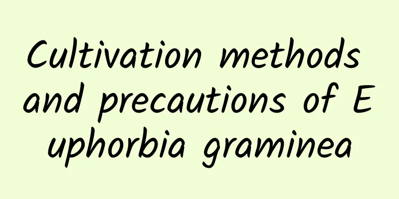 Cultivation methods and precautions of Euphorbia graminea