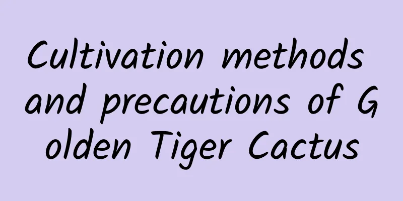 Cultivation methods and precautions of Golden Tiger Cactus