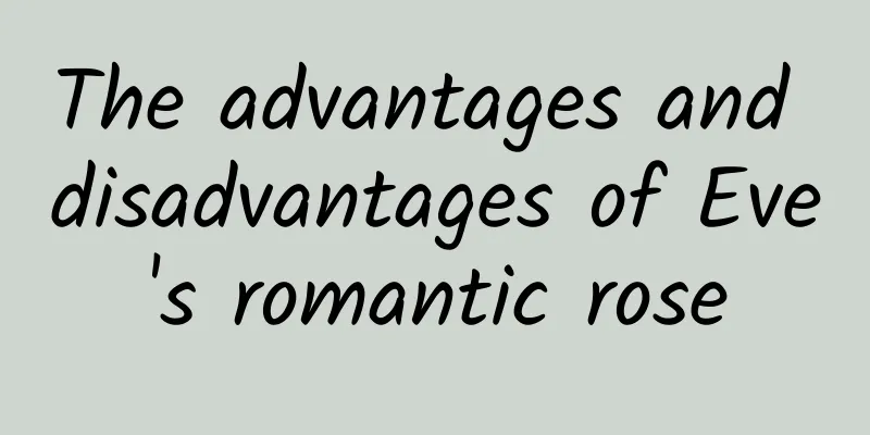 The advantages and disadvantages of Eve's romantic rose