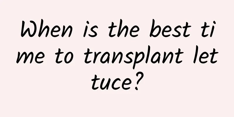 When is the best time to transplant lettuce?