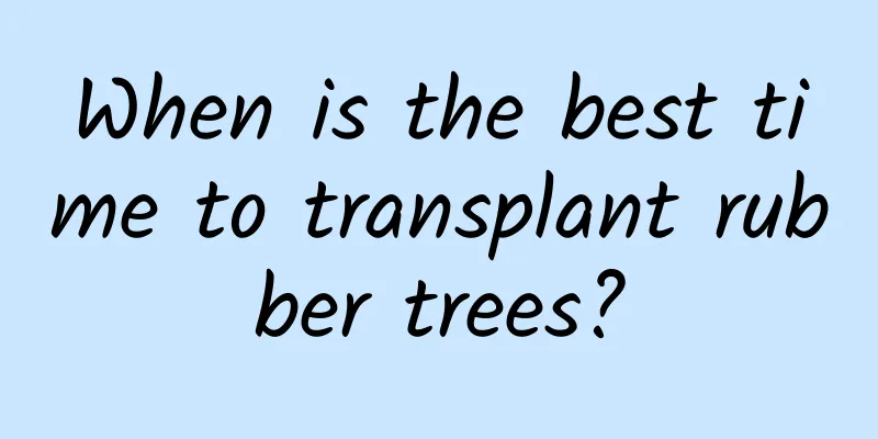When is the best time to transplant rubber trees?