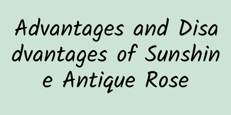 Advantages and Disadvantages of Sunshine Antique Rose