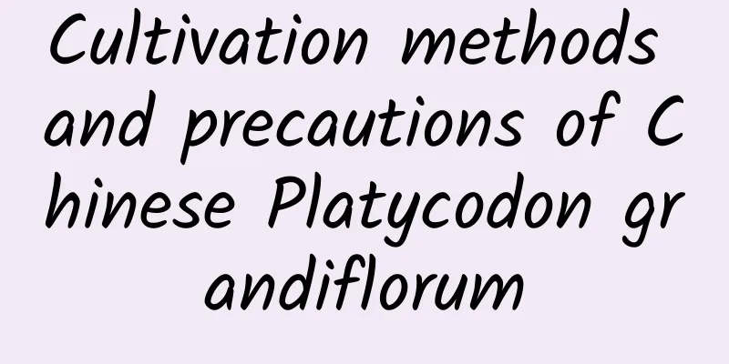 Cultivation methods and precautions of Chinese Platycodon grandiflorum