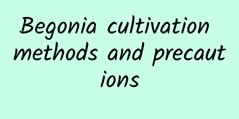 Begonia cultivation methods and precautions