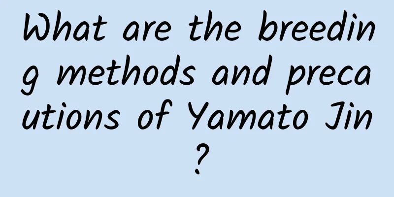What are the breeding methods and precautions of Yamato Jin?