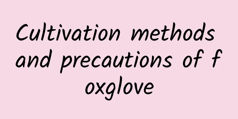 Cultivation methods and precautions of foxglove