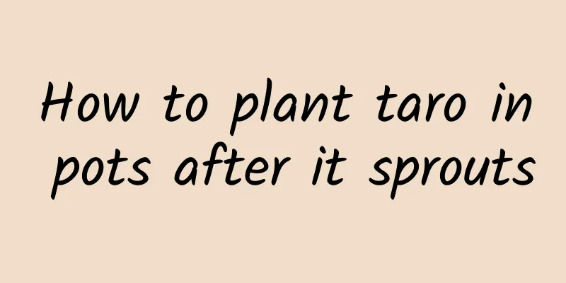 How to plant taro in pots after it sprouts