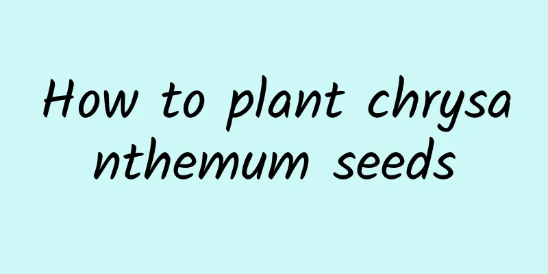 How to plant chrysanthemum seeds