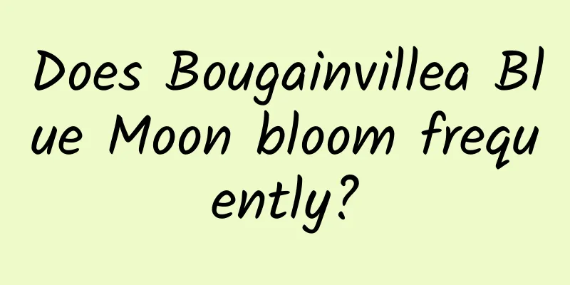 Does Bougainvillea Blue Moon bloom frequently?