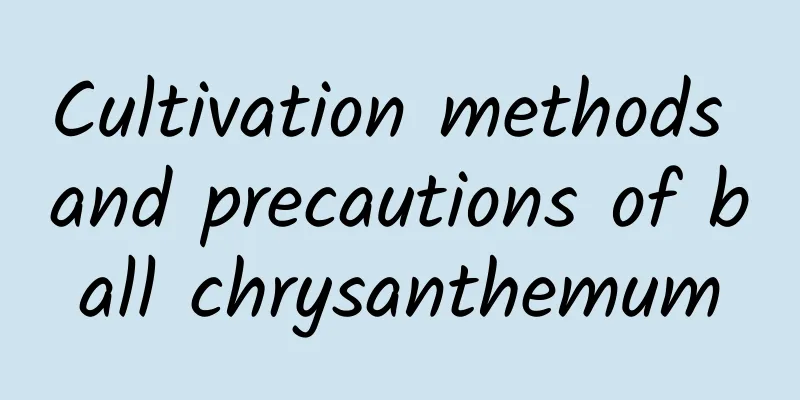 Cultivation methods and precautions of ball chrysanthemum