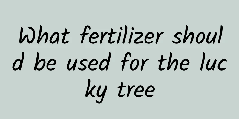 What fertilizer should be used for the lucky tree