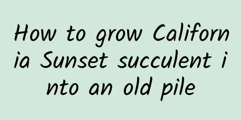 How to grow California Sunset succulent into an old pile