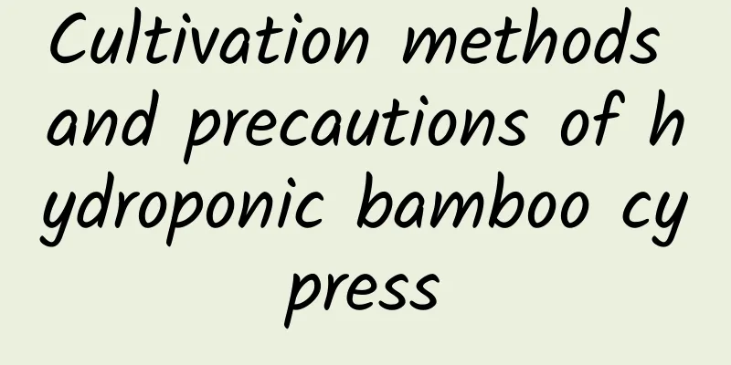 Cultivation methods and precautions of hydroponic bamboo cypress