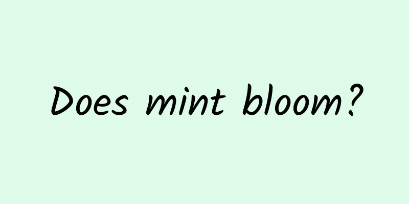 Does mint bloom?