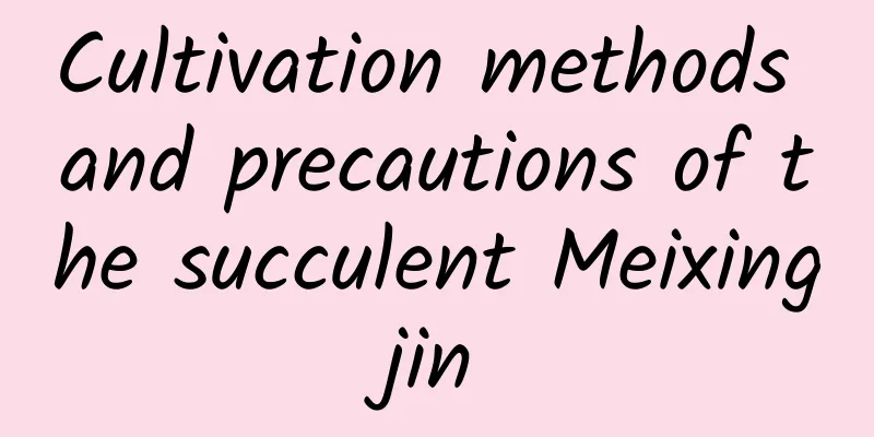 Cultivation methods and precautions of the succulent Meixingjin