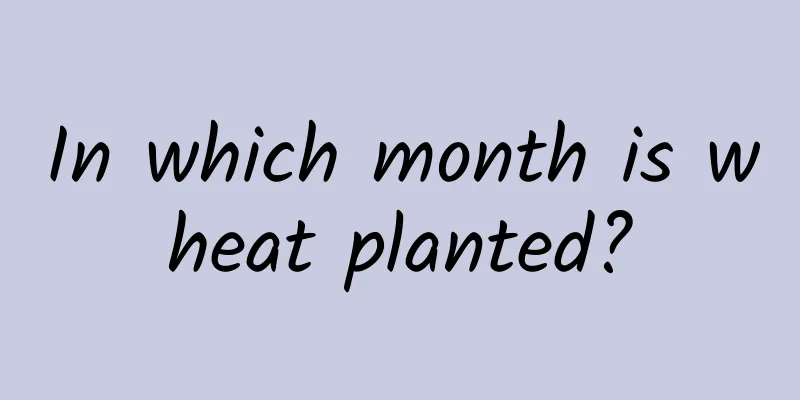 In which month is wheat planted?