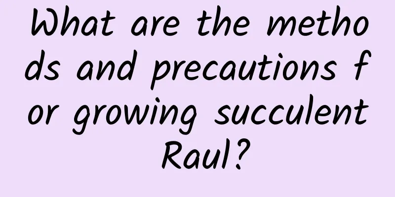 What are the methods and precautions for growing succulent Raul?