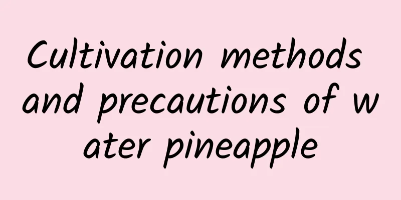 Cultivation methods and precautions of water pineapple