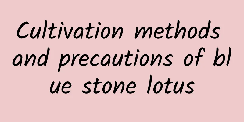 Cultivation methods and precautions of blue stone lotus