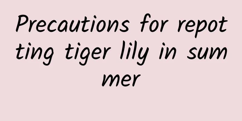 Precautions for repotting tiger lily in summer