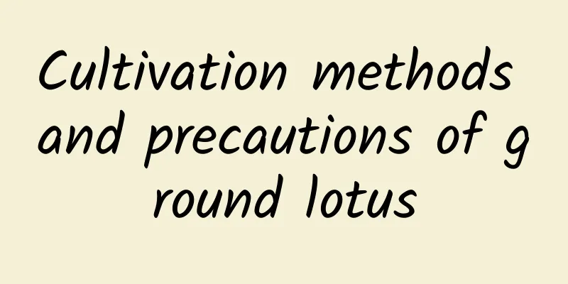 Cultivation methods and precautions of ground lotus