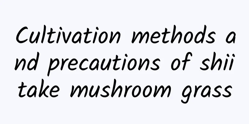 Cultivation methods and precautions of shiitake mushroom grass