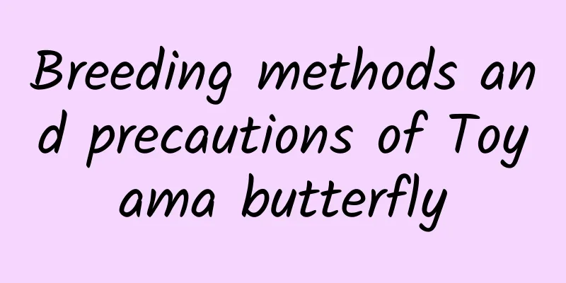 Breeding methods and precautions of Toyama butterfly