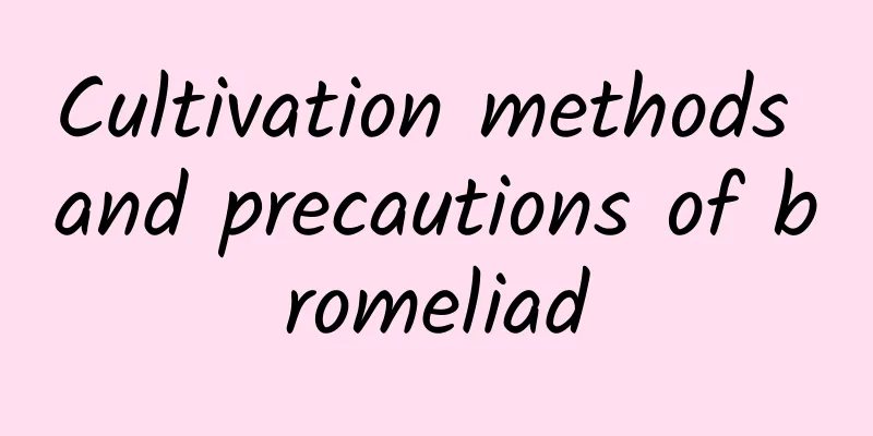 Cultivation methods and precautions of bromeliad