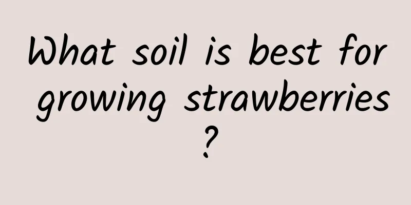 What soil is best for growing strawberries?