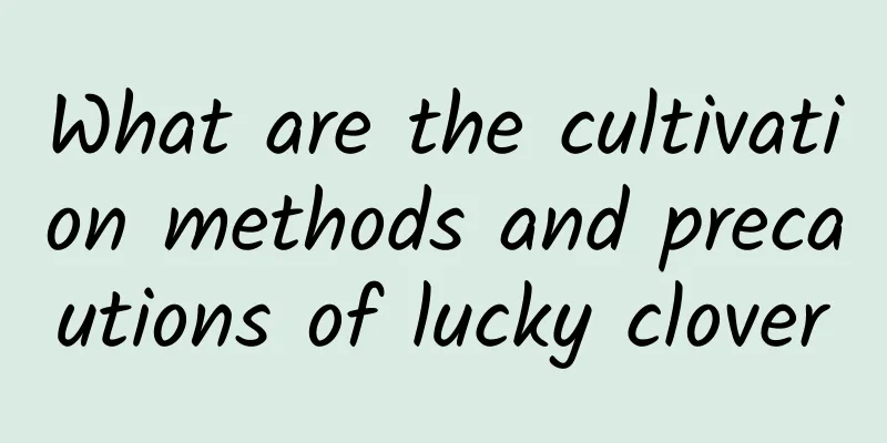 What are the cultivation methods and precautions of lucky clover