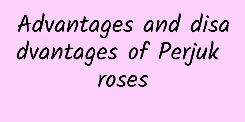 Advantages and disadvantages of Perjuk roses