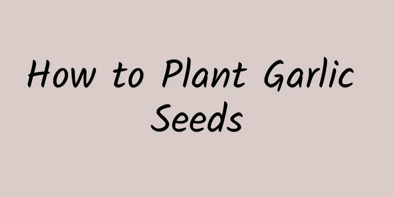 How to Plant Garlic Seeds