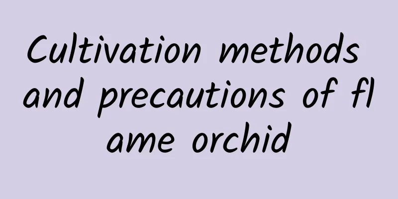 Cultivation methods and precautions of flame orchid
