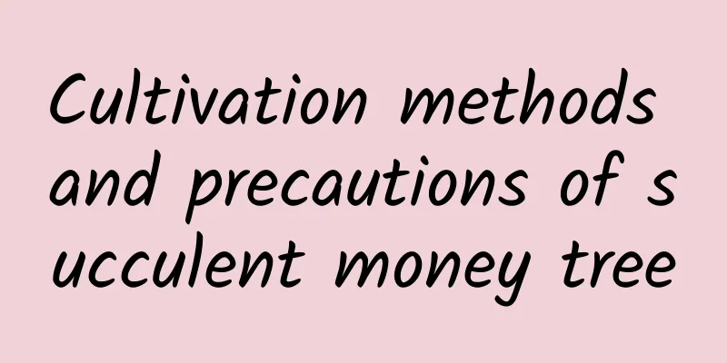 Cultivation methods and precautions of succulent money tree