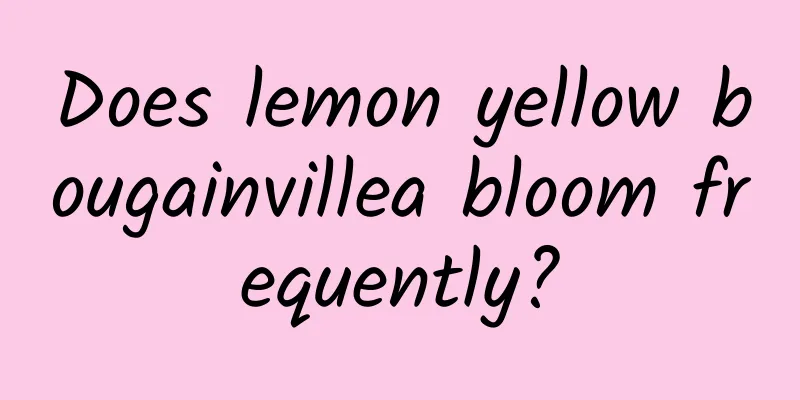 Does lemon yellow bougainvillea bloom frequently?