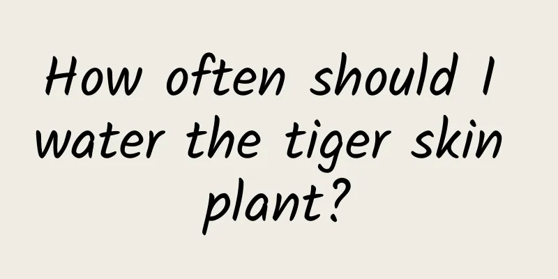 How often should I water the tiger skin plant?